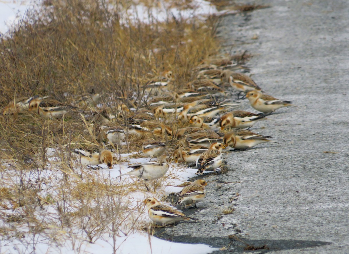 Snow Bunting - ML646463941