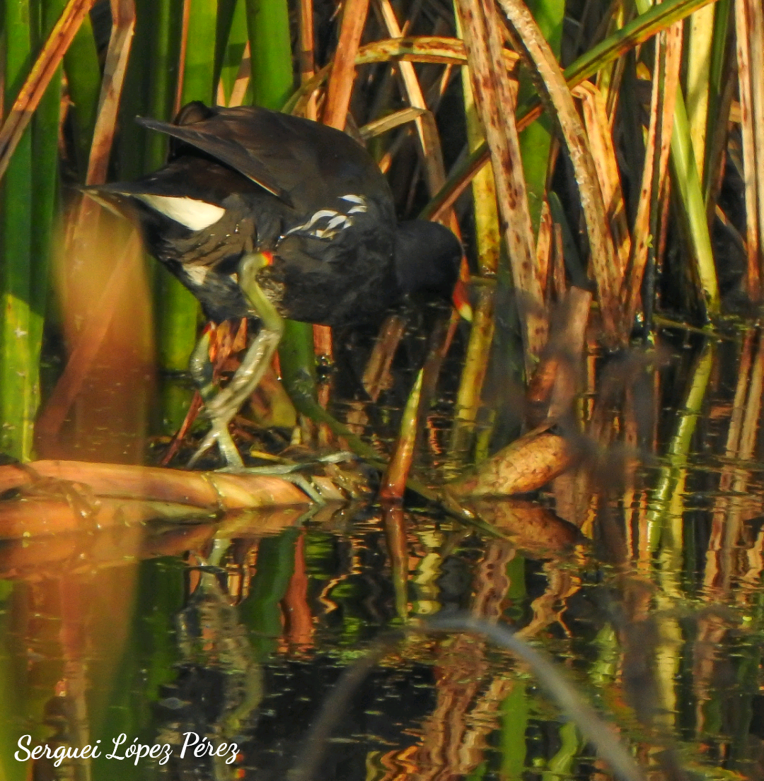 Common Gallinule - ML646463943