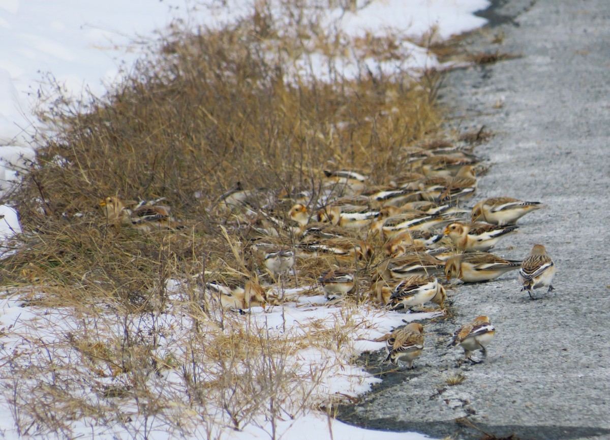 Snow Bunting - ML646463945