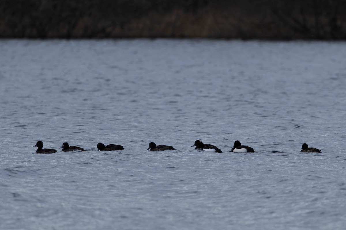 キンクロハジロ - ML646463946