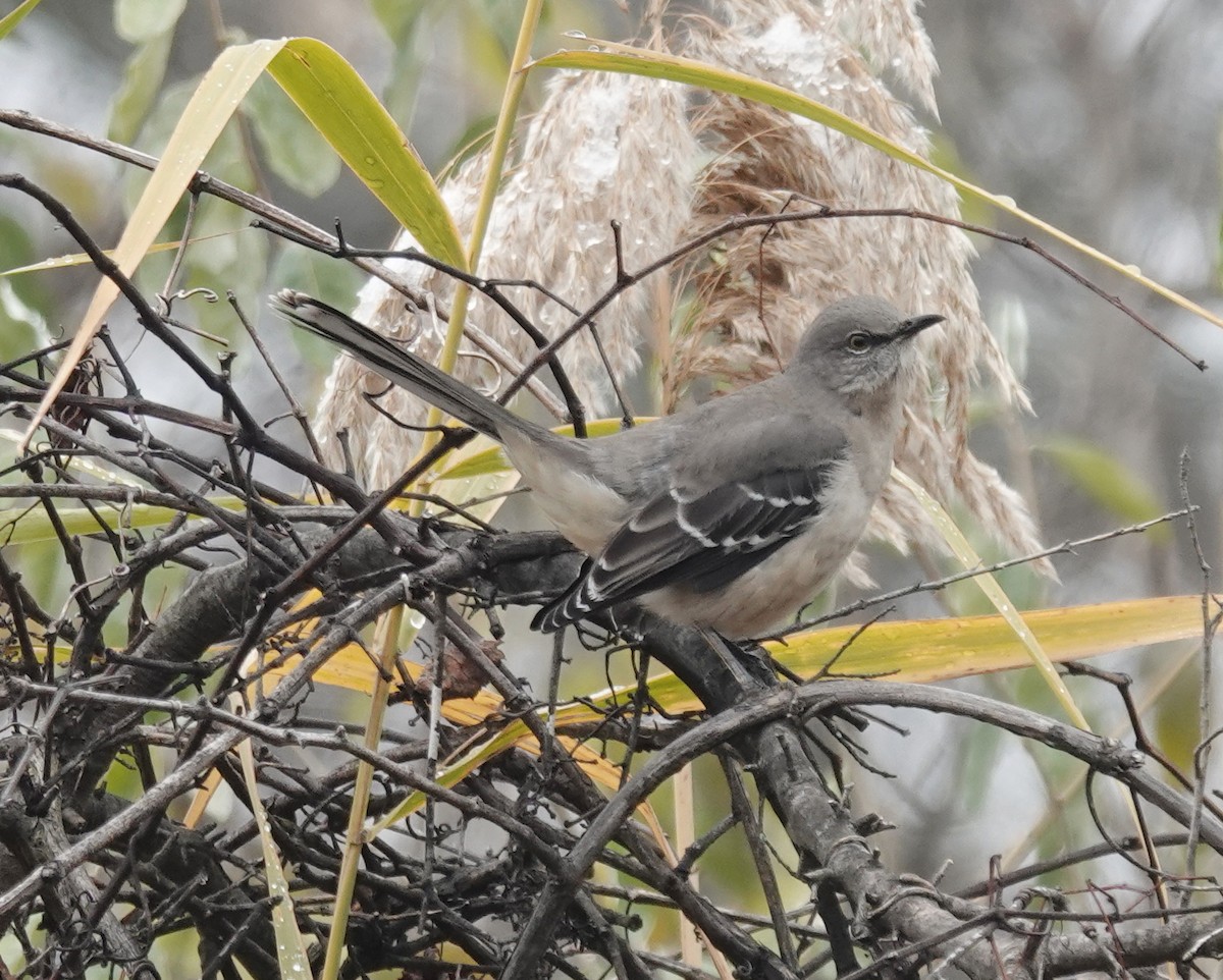 Northern Mockingbird - ML646463948