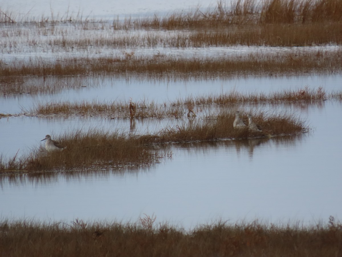 Greater Yellowlegs - ML646463949