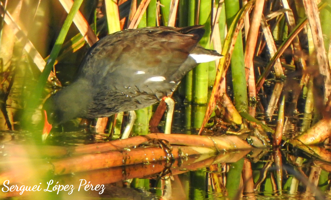 Common Gallinule - ML646463950