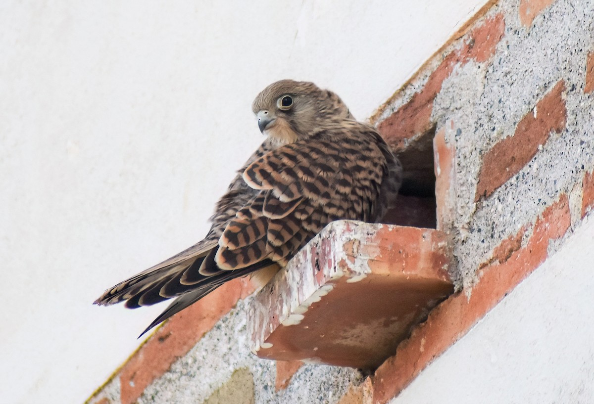 rødfalk - ML646463951