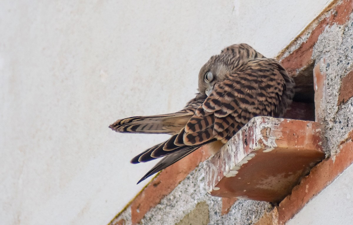 rødfalk - ML646463952