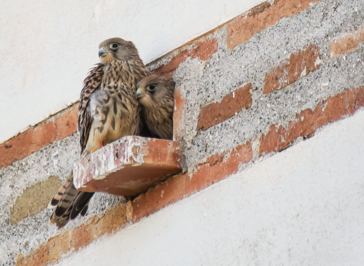 rødfalk - ML646463953