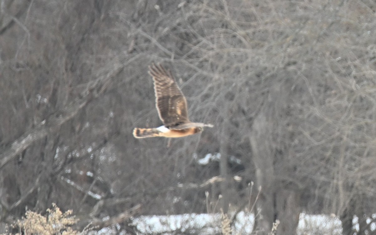 Northern Harrier - ML646463960