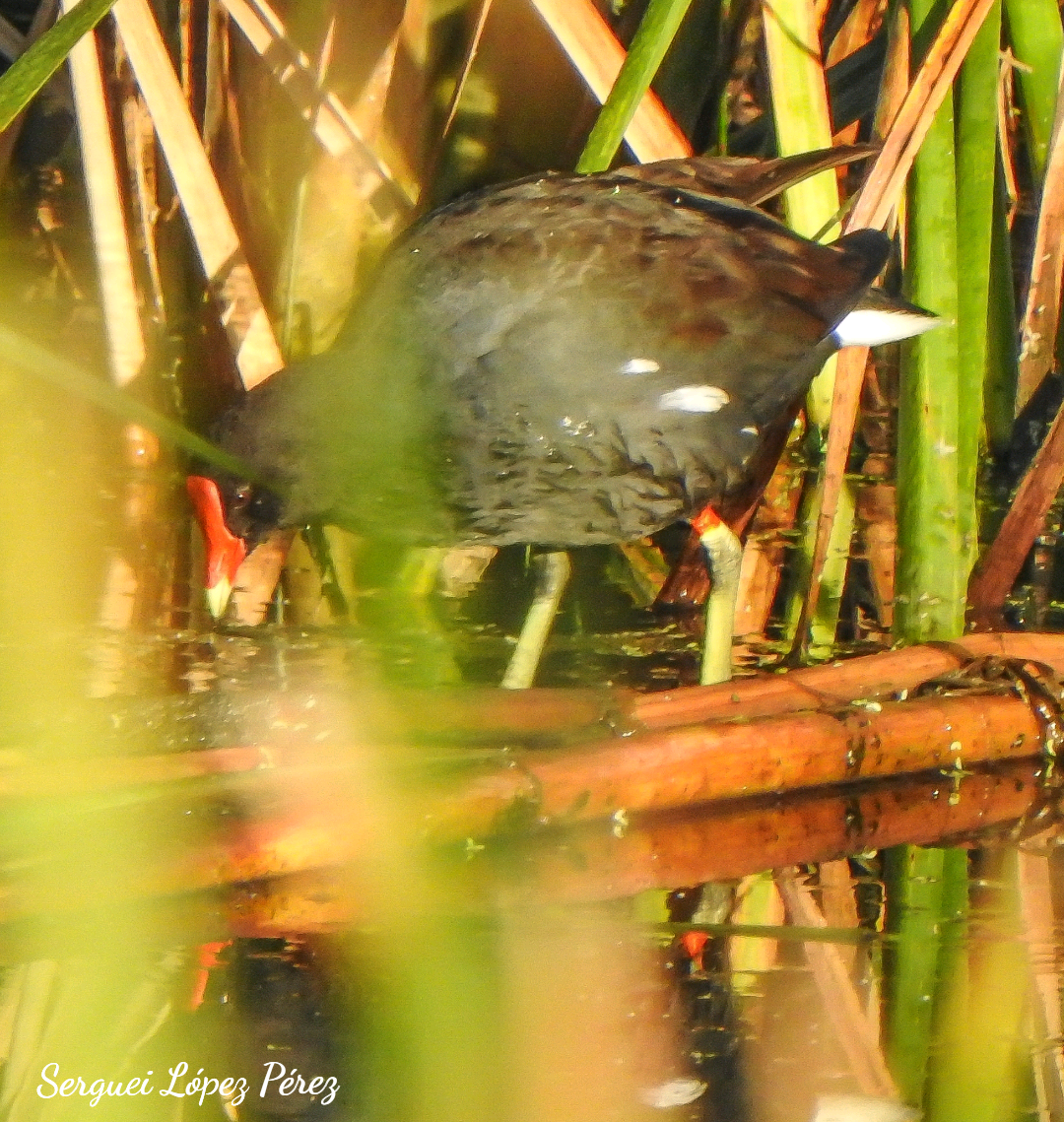 Common Gallinule - ML646463962