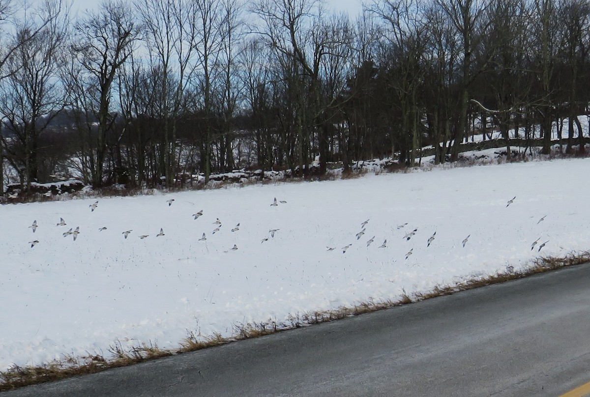 Snow Bunting - ML646463965