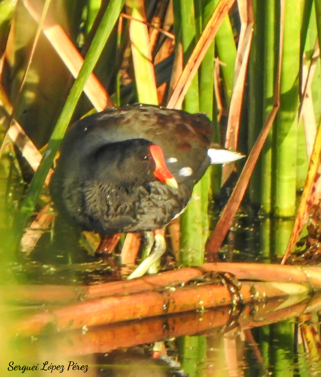 Common Gallinule - ML646463966