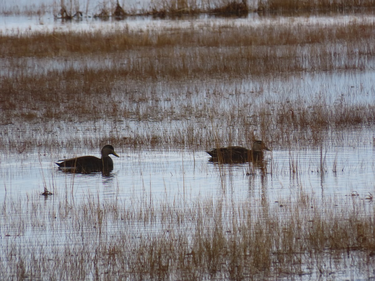 American Black Duck - ML646463976