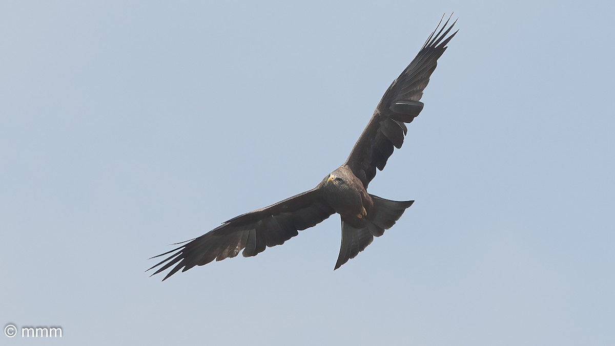 Black Kite (Yellow-billed) - ML646463981