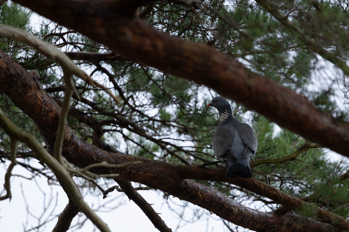 モリバト - ML646463989