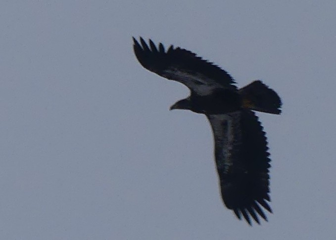 Bald Eagle - ML646463995