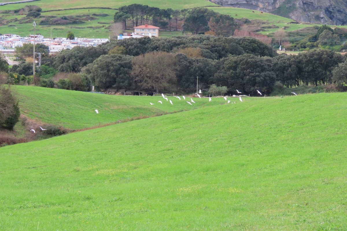 Western Cattle-Egret - ML646464001