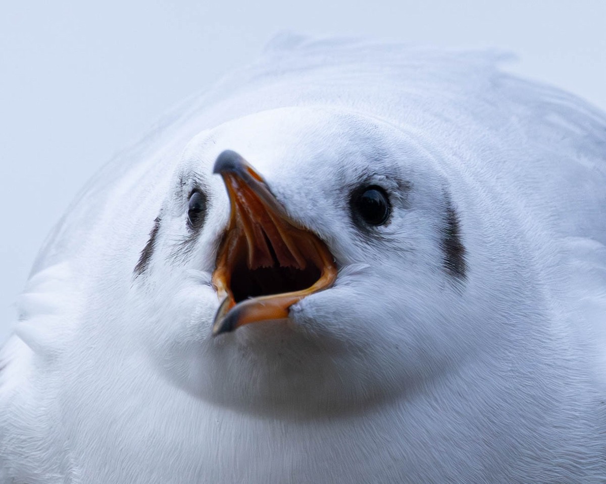 ユリカモメ - ML646464003