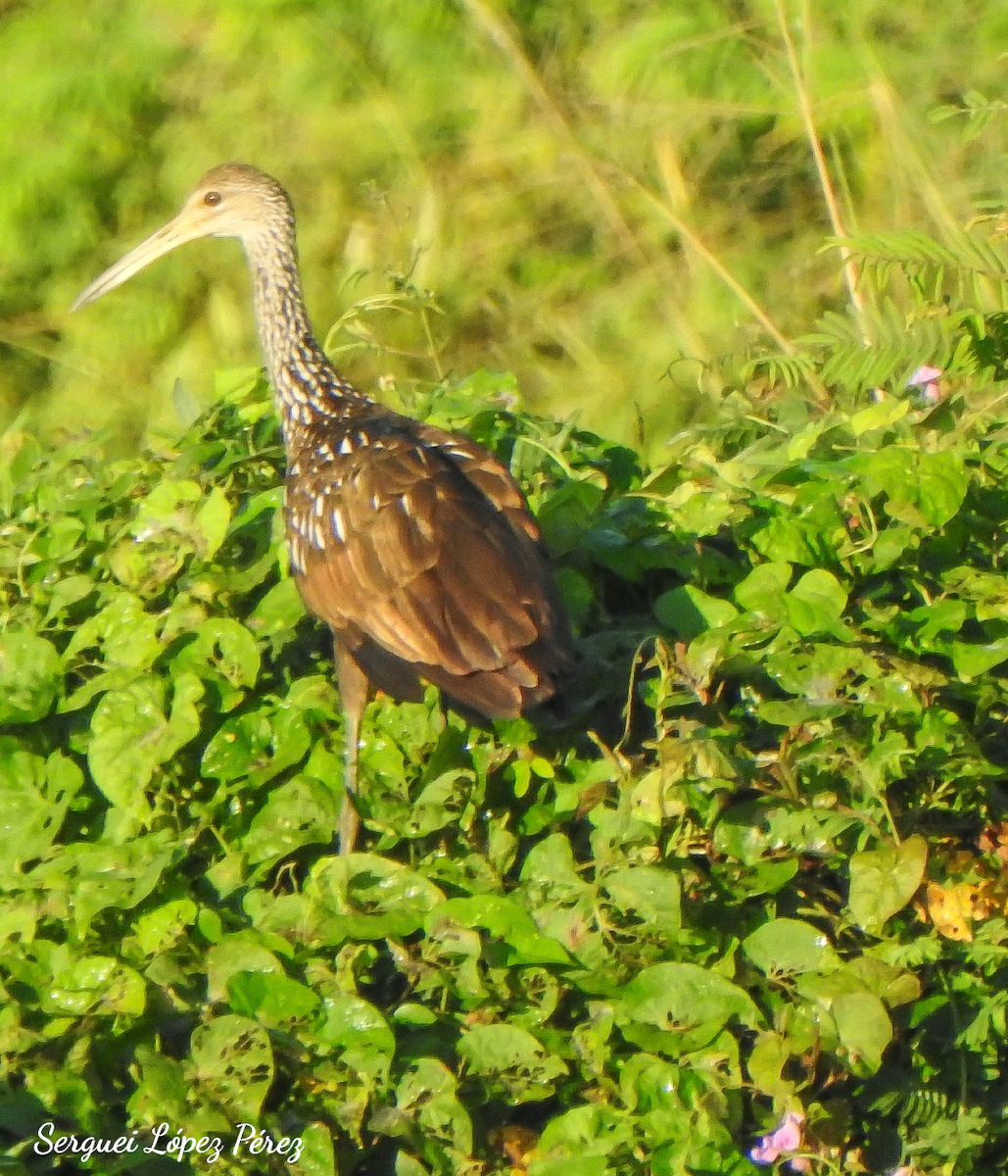 Limpkin - ML646464005