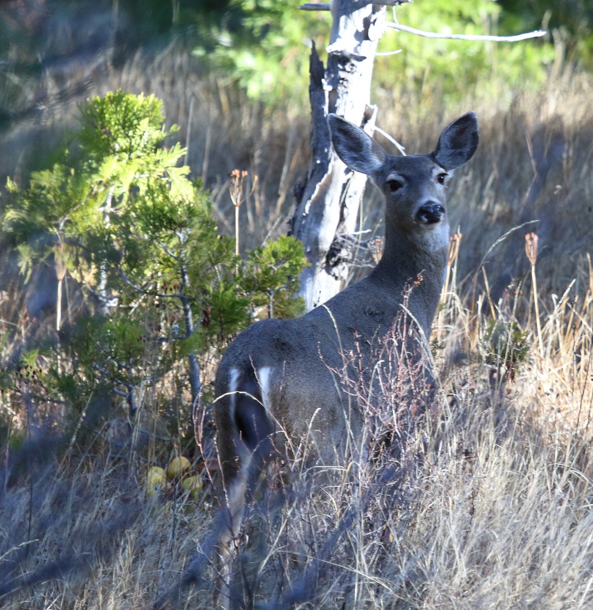 California Mule Deer - ML646464006