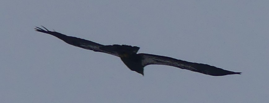 Bald Eagle - ML646464007