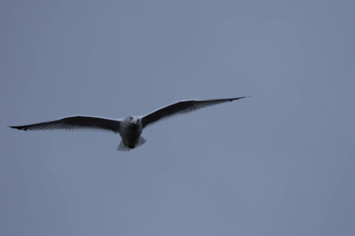 ヨーロッパセグロカモメ - ML646464009