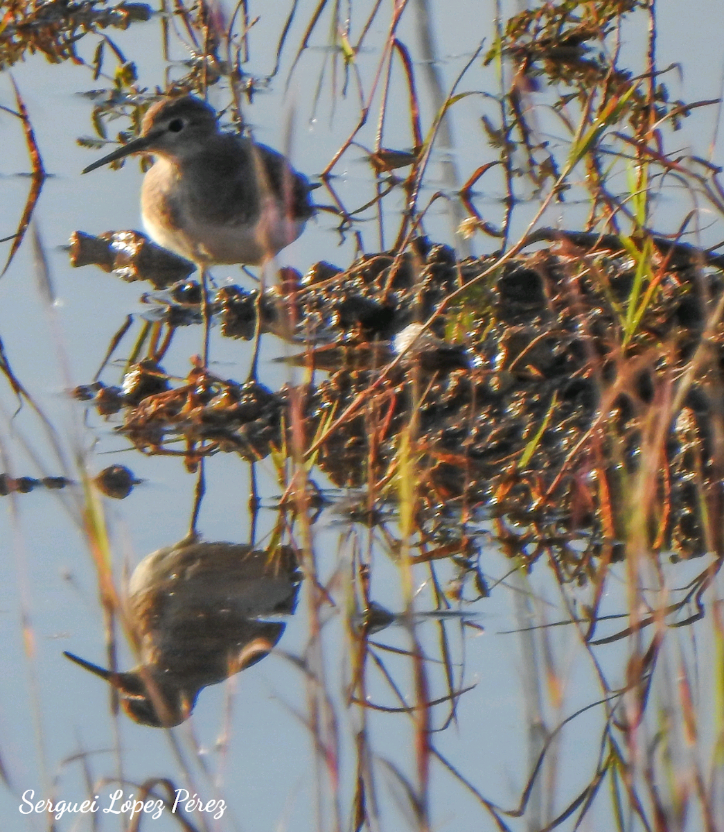 Solitary Sandpiper - ML646464011
