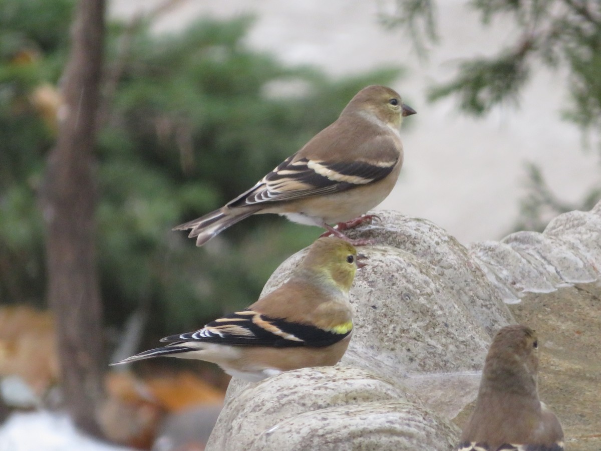 American Goldfinch - ML646464012