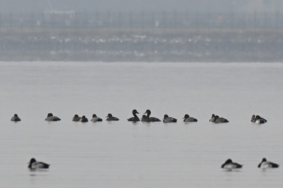 Redhead - ML646464014