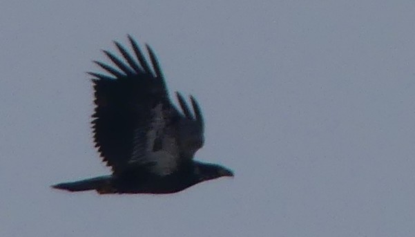 Bald Eagle - ML646464015