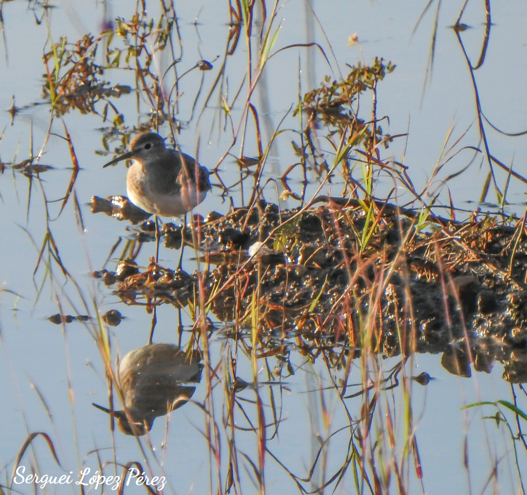 Solitary Sandpiper - ML646464018