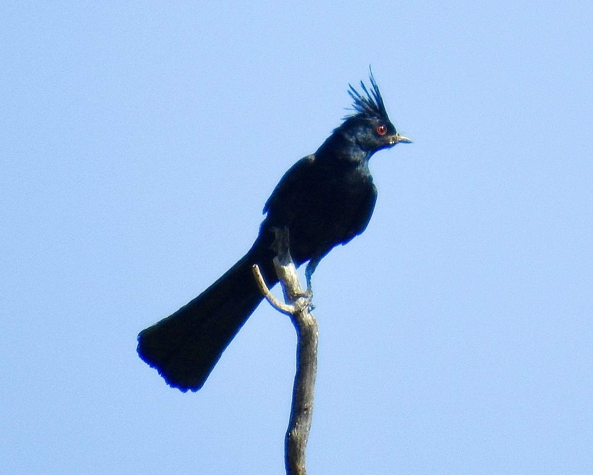 Phainopepla - ML646464019