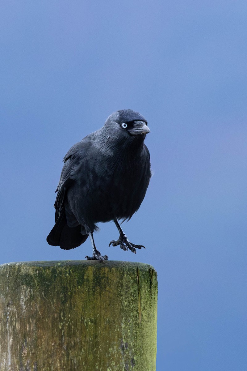 ニシコクマルガラス - ML646464020