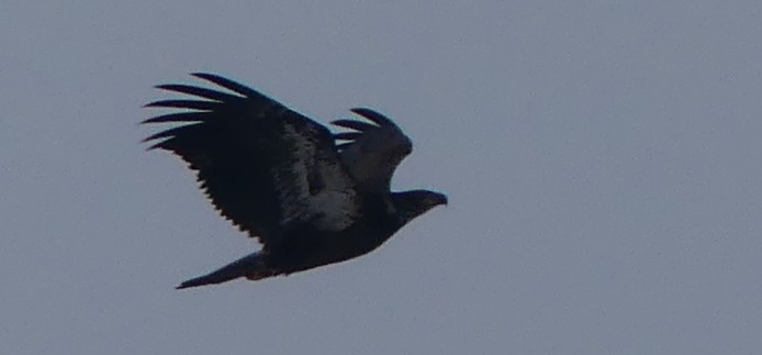 Bald Eagle - ML646464023