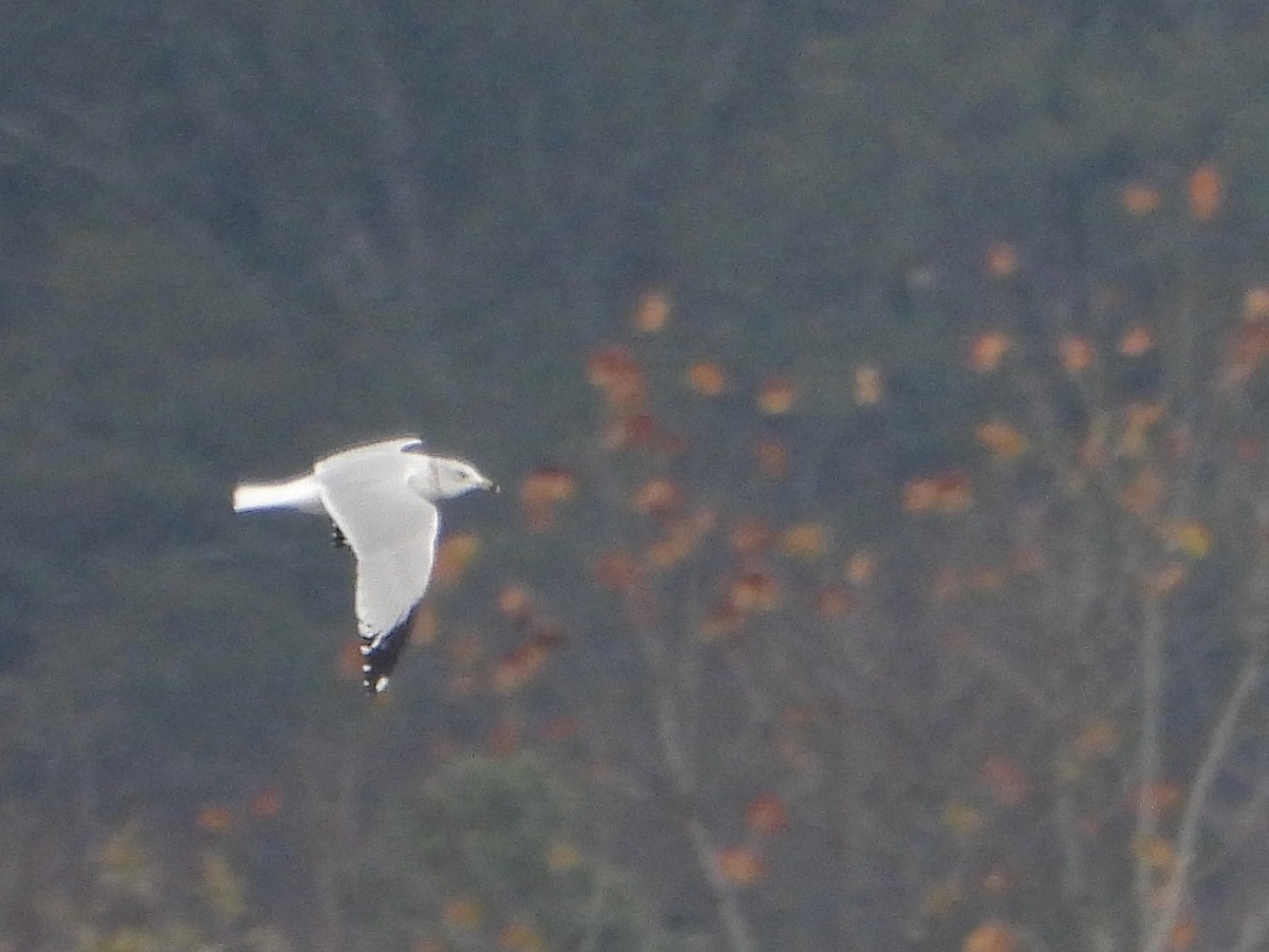 Ring-billed Gull - ML646464024