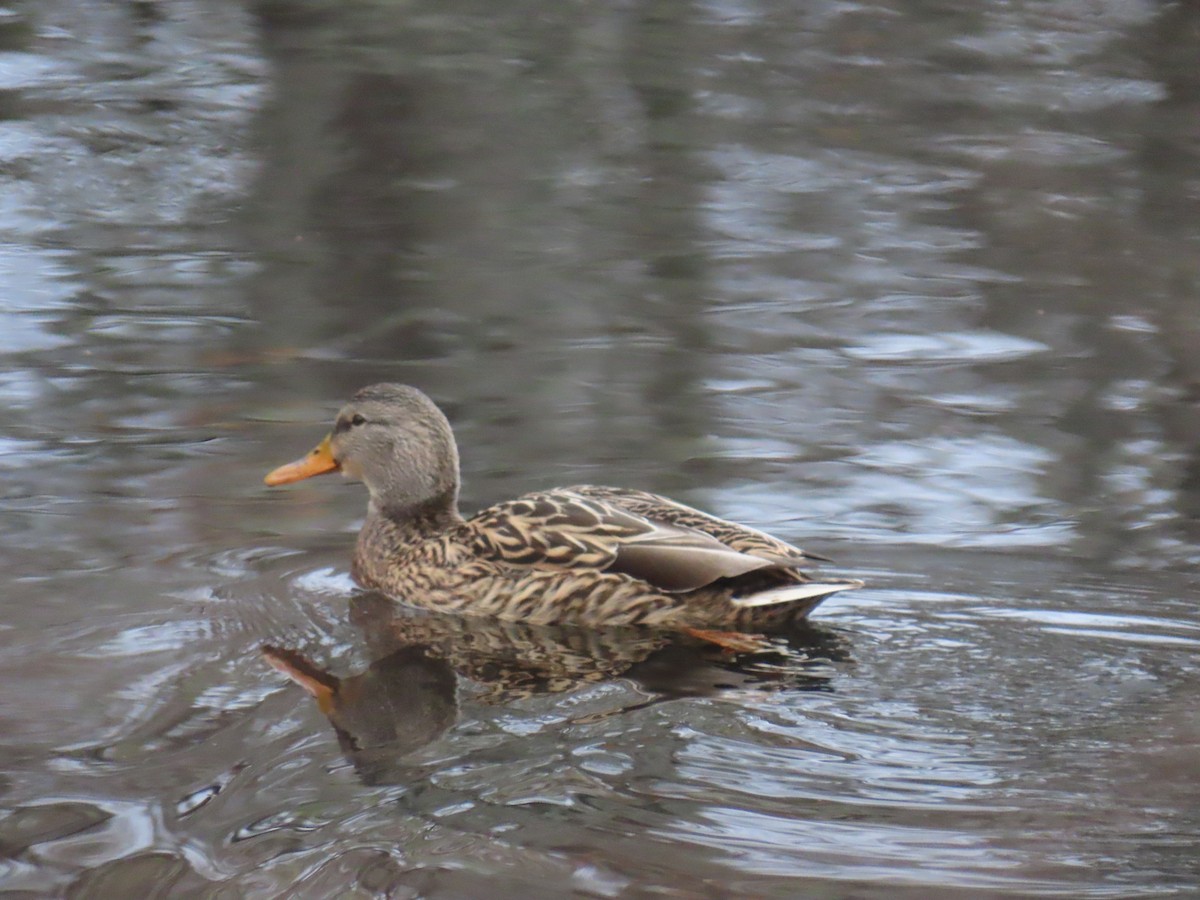 Зэрлэг нугас - ML646464026