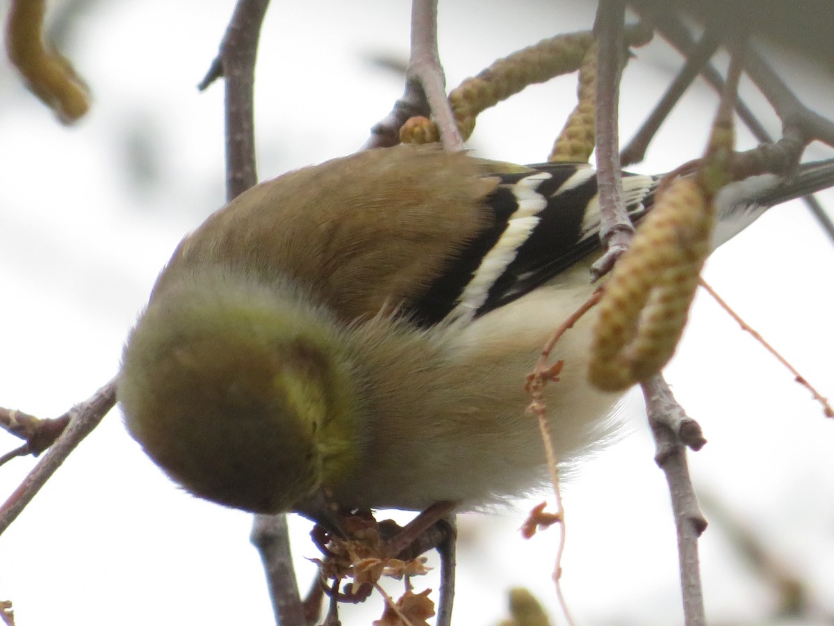 American Goldfinch - ML646464027