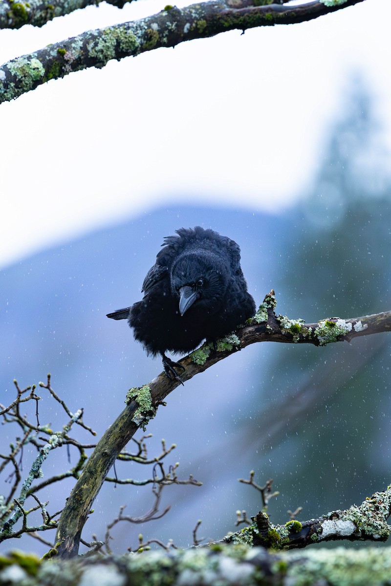 ハシボソガラス - ML646464029