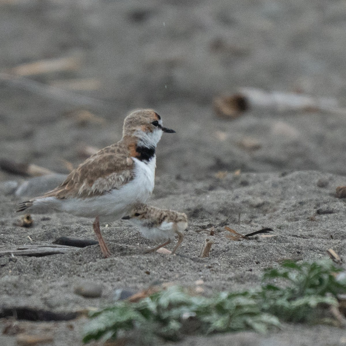 Collared Plover - ML646464030
