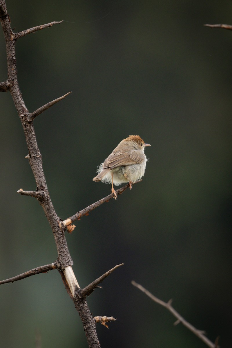 Piping Cisticola - ML646464032