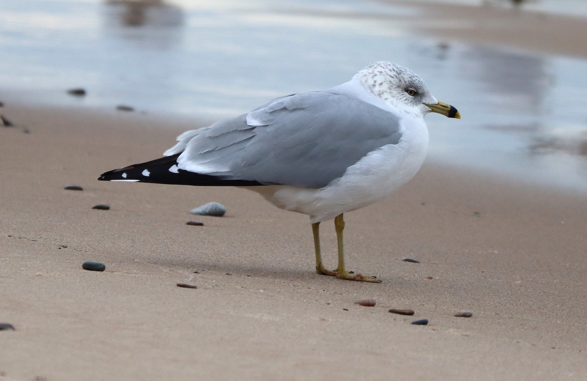 Ring-billed Gull - ML646464033