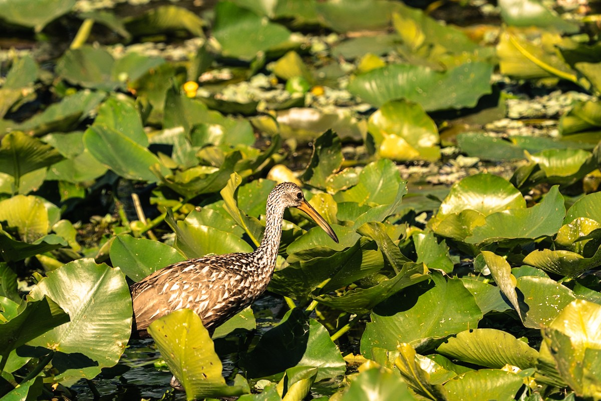 Limpkin - ML646464034