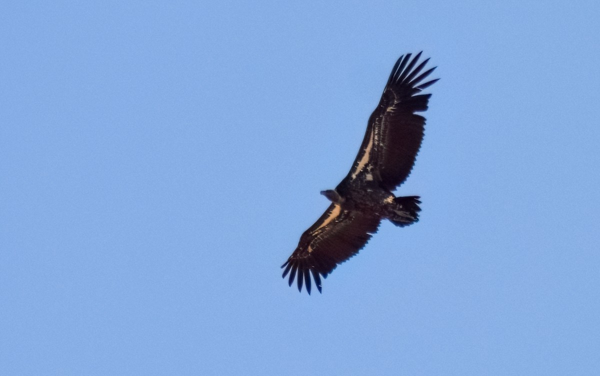 skjellgribb - ML646464036