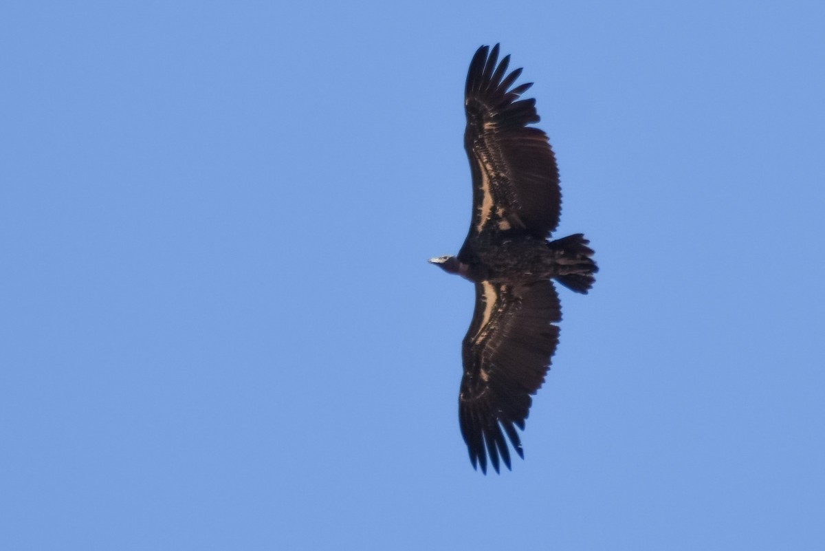 skjellgribb - ML646464037