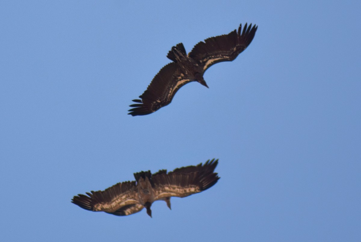 skjellgribb - ML646464038