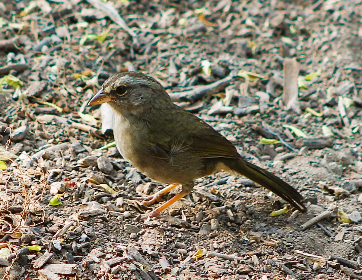 Olive Sparrow - ML646464039