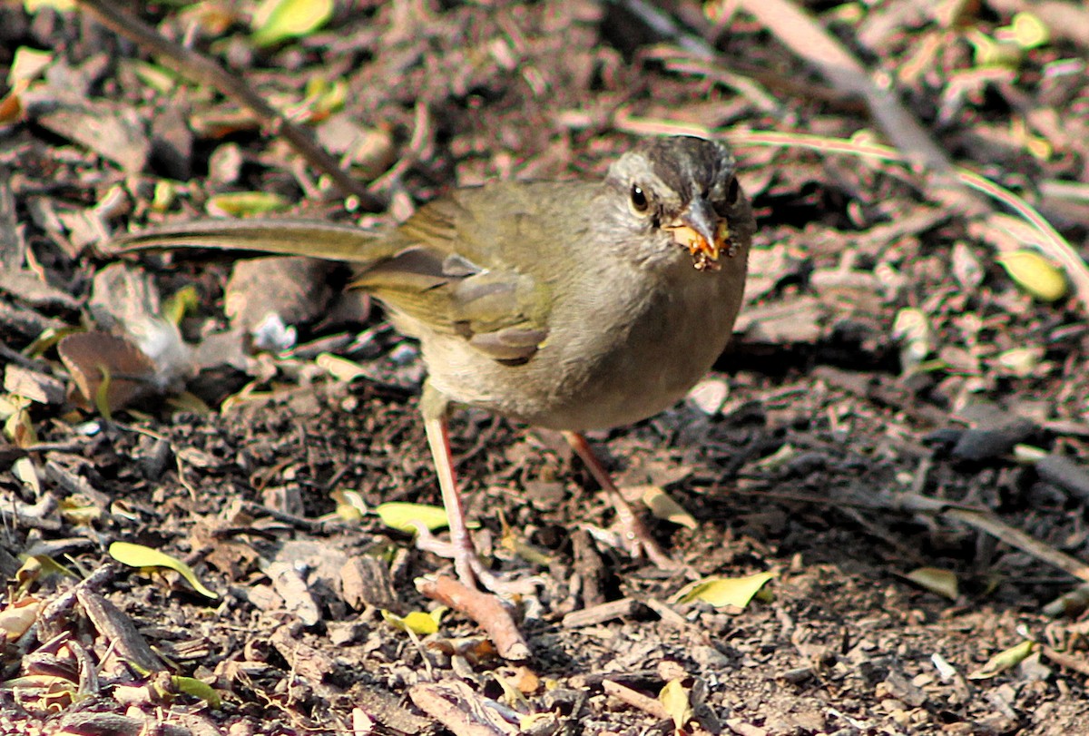 Olive Sparrow - ML646464040