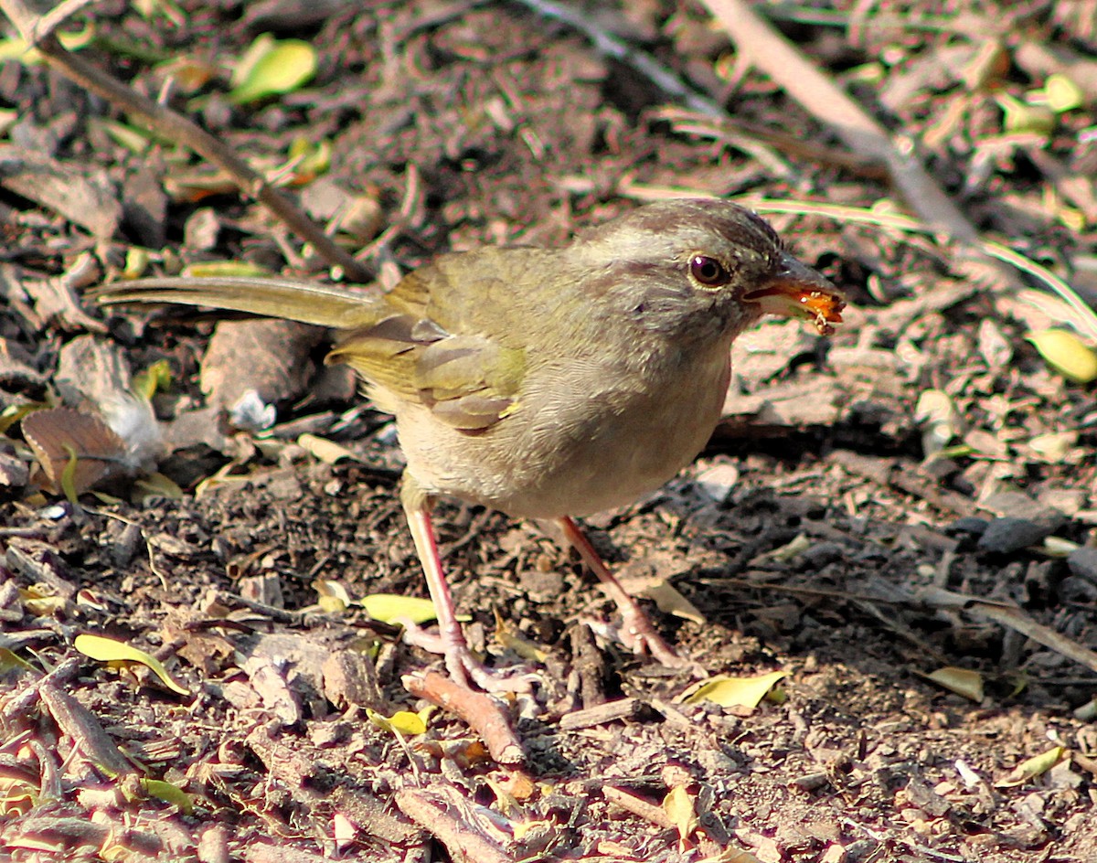 Olive Sparrow - ML646464041