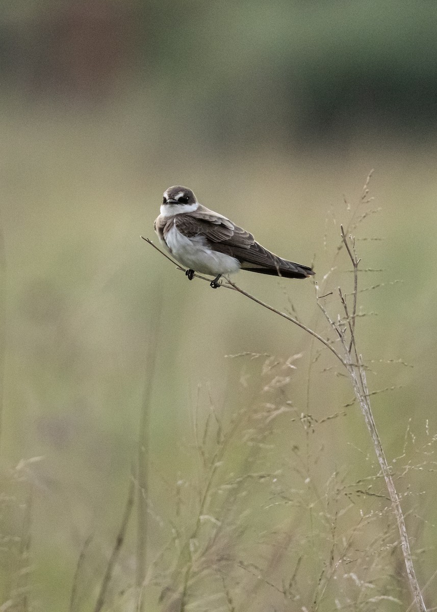 Banded Martin - ML646464044