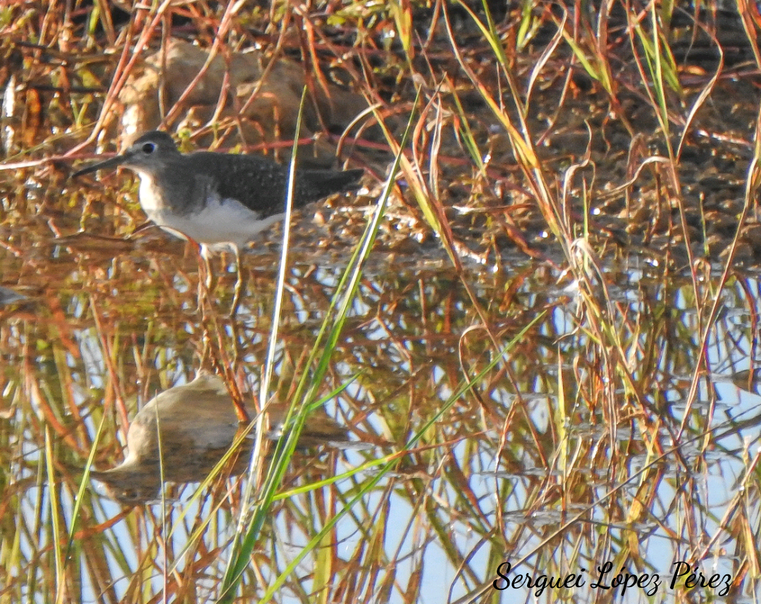Solitary Sandpiper - ML646464046