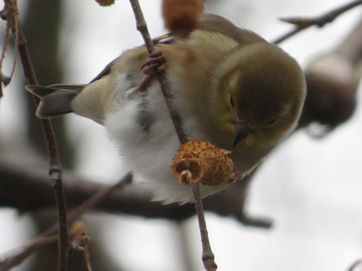 American Goldfinch - ML646464054