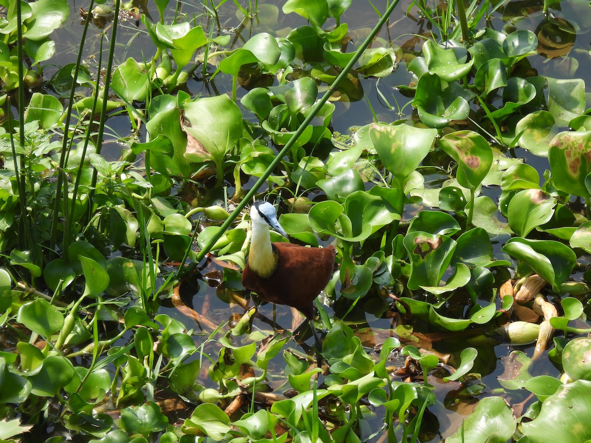 African Jacana - ML646464056